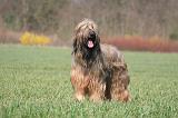 BRIARD 118